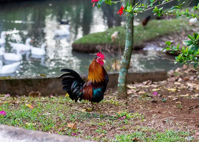 Hotel que aceita animais de estimação: Polo Hotel Fazenda